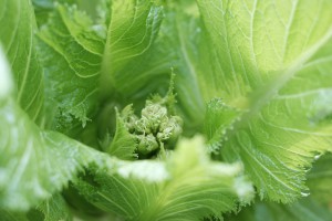野菜の写真