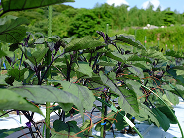 okifarm_image01