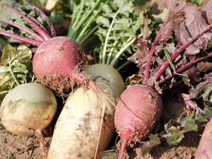okifarm_image06