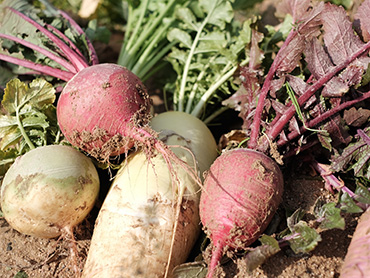 okifarm_image06