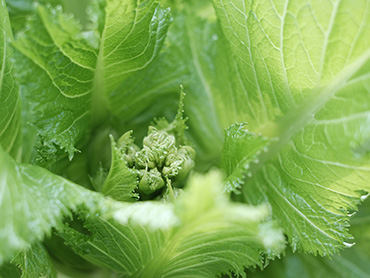 okifarm_image07