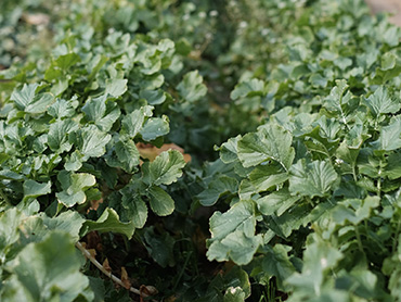 okifarm_image08